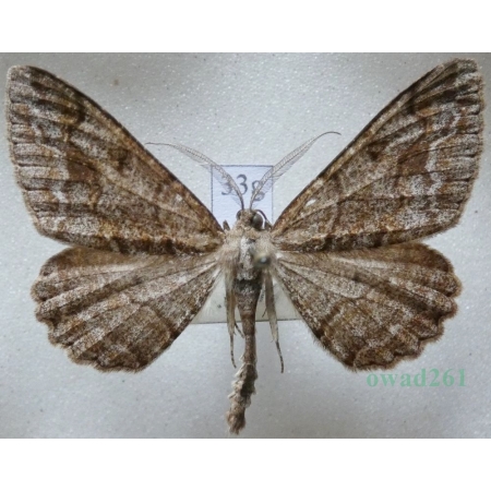 Alcis repandata (Linnaeus, 1758) male Przylepek nagrabek Czech33g